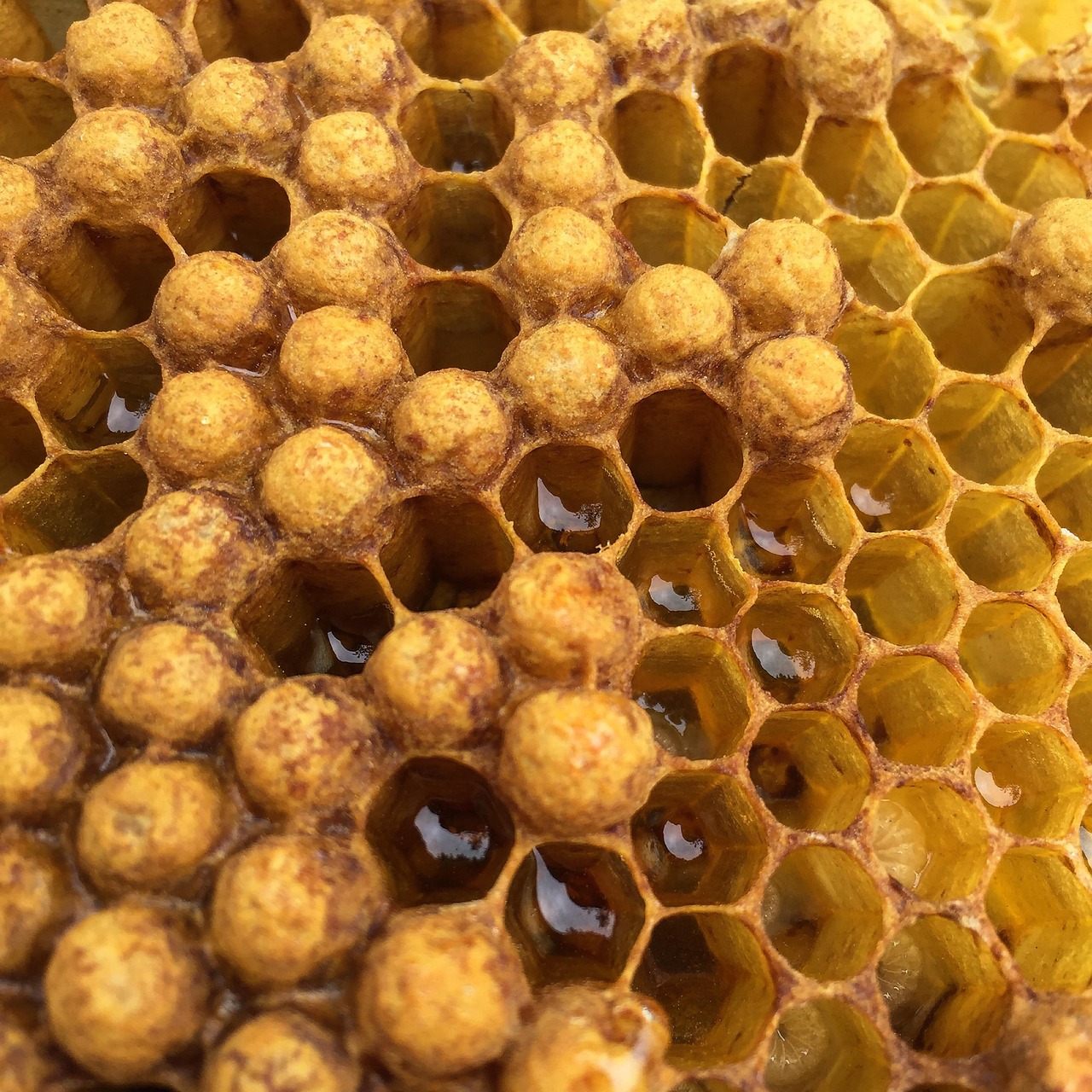 beehive, honey, honeycomb, bee, hexagon, wax, yellow, summer, nature, harvest, beehive, beehive, beehive, beehive, beehive, honeycomb, honeycomb, honeycomb, honeycomb, hexagon