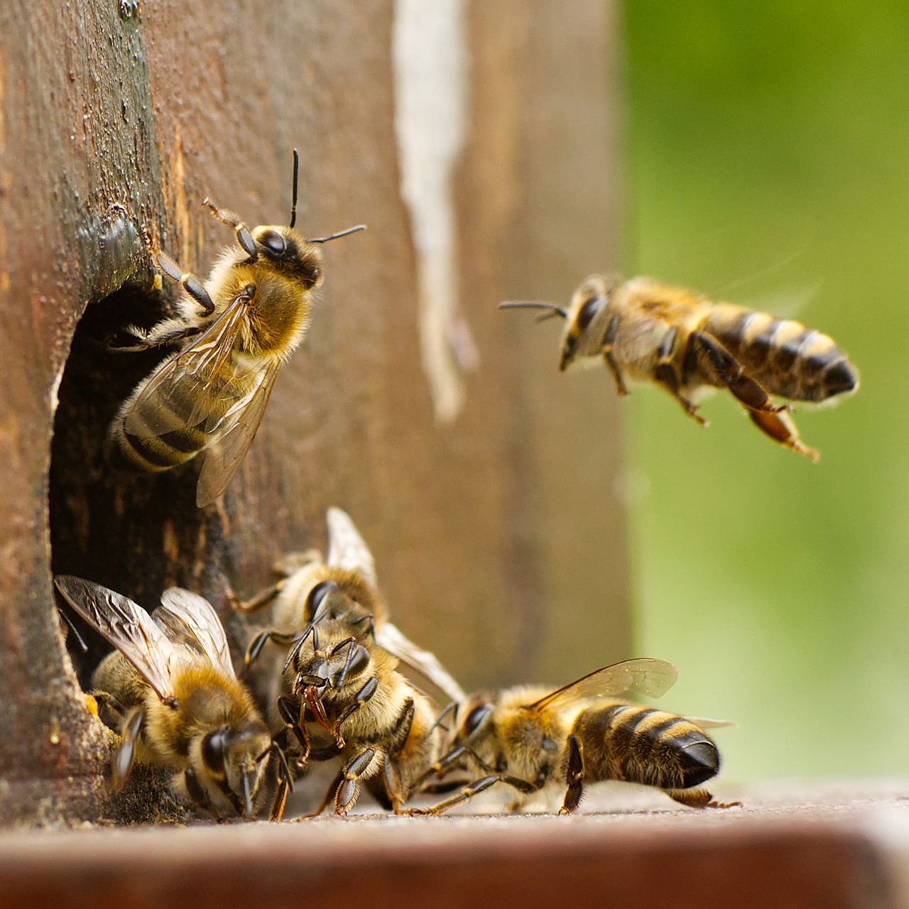 bees, flying, honey, nature, beehive, animal, beehive, beehive, beehive, beehive, beehive