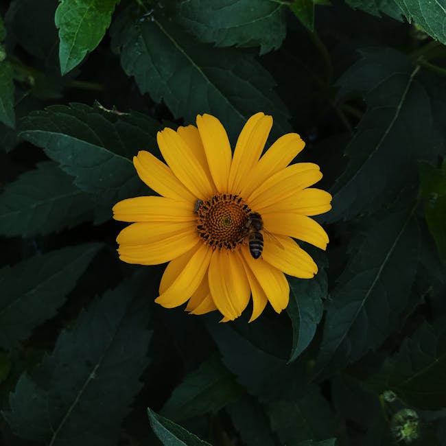 A bee perched on a yellow flower in Krasnodar, Russia, captured on a sunny day.